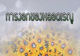 วีดิทัศน์ : การงอกของหลอดเรณู รูปภาพ 1