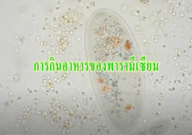 วีดิทัศน์ : การกินอาหารของพารามีเซียม พารามิเตอร์รูปภาพ 1