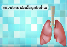 วีดิทัศน์ : การผ่าปอดของสัตว์เลี้ยงลูกด้วยน้ำนม พารามิเตอร์รูปภาพ 1