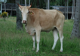 วัว รูปภาพ 1