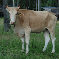 วัว รูปภาพ 1