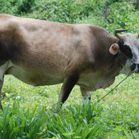 วัว รูปภาพ 2