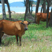 วัว รูปภาพ 3