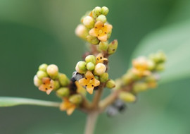 แสมขาว พารามิเตอร์รูปภาพ 1