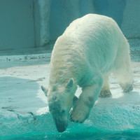 หมีขาว รูปภาพ 2