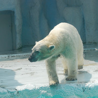 หมีขาว รูปภาพ 3