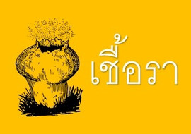 เชื้อรา พารามิเตอร์รูปภาพ 1