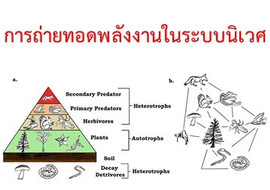 การถ่ายทอดพลังงานในระบบนิเวศ รูปภาพ 1