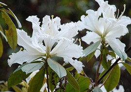 กุหลาบพันปี พารามิเตอร์รูปภาพ 1