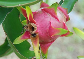 แก้วมังกร พารามิเตอร์รูปภาพ 1