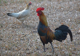 ไก่แจ้ พารามิเตอร์รูปภาพ 1