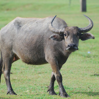 ควาย พารามิเตอร์รูปภาพ 1