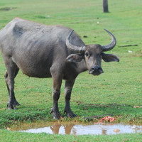 ควาย พารามิเตอร์รูปภาพ 2