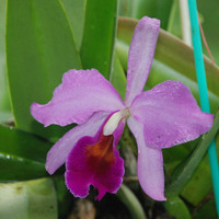 แคทลียา พารามิเตอร์รูปภาพ 1