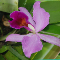 แคทลียา พารามิเตอร์รูปภาพ 2