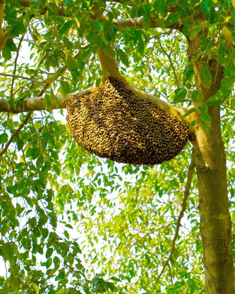 ชีววิทยา - รังผึ้ง