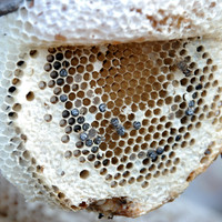 รังผึ้ง รูปภาพ 1