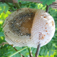 รังผึ้ง รูปภาพ 2