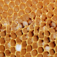 รังผึ้ง รูปภาพ 3
