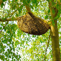 รังผึ้ง รูปภาพ 4