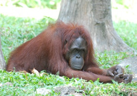 อุรังอุตัง พารามิเตอร์รูปภาพ 1