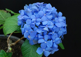 ไฮเดรนเยีย พารามิเตอร์รูปภาพ 1
