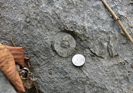 หินปูนที่มีซากดึกดำบรรพ์ (fossilliferous limestone) รูปภาพ 1
