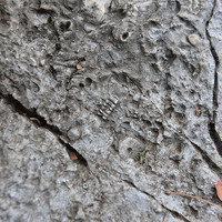 หินปูนที่มีซากดึกดำบรรพ์ (fossilliferous limestone) รูปภาพ 4