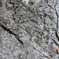 หินปูนที่มีซากดึกดำบรรพ์ (fossilliferous limestone) พารามิเตอร์รูปภาพ 4