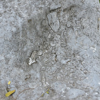 หินปูนที่มีซากดึกดำบรรพ์ (fossilliferous limestone) รูปภาพ 6