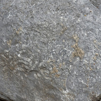 หินปูนที่มีซากดึกดำบรรพ์ (fossilliferous limestone) รูปภาพ 5