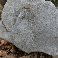 หินปูนที่มีซากดึกดำบรรพ์ (fossilliferous limestone) รูปภาพ 7
