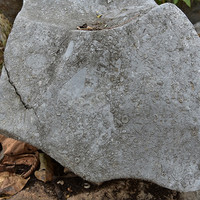หินปูนที่มีซากดึกดำบรรพ์ (fossilliferous limestone) พารามิเตอร์รูปภาพ 7