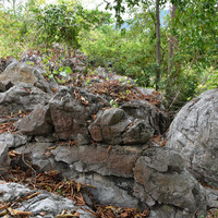 หินปูนที่มีซากดึกดำบรรพ์ (fossilliferous limestone) รูปภาพ 2