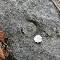หินปูนที่มีซากดึกดำบรรพ์ (fossilliferous limestone) รูปภาพ 8