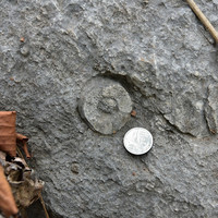 หินปูนที่มีซากดึกดำบรรพ์ (fossilliferous limestone) พารามิเตอร์รูปภาพ 8