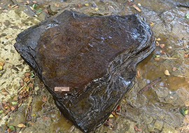 หินดินดาน (shale) พารามิเตอร์รูปภาพ 1