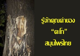 รู้จักคุณค่าของ “ตะโก” สมุนไพรไทย รูปภาพ 1