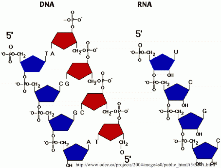 Пентоза ДНК И РНК. Цепь ДНК И РНК. DNA polarity.