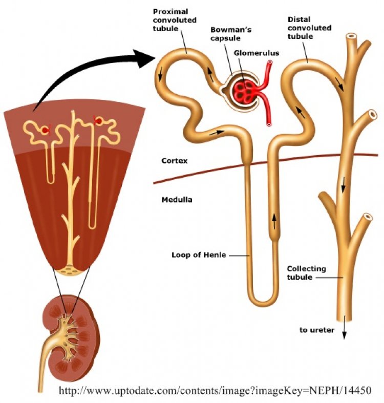 ระบบขับถ่าย (Excretory System) ระบบขับถ่าย (Excretory System)