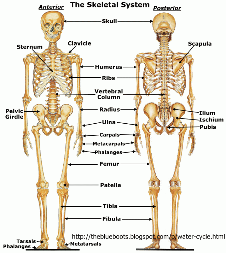 Bones system. Костная система человека скелет. Костная система человека анатомия. Скелет человека с названием костей. Анатомия человека кости скелета.