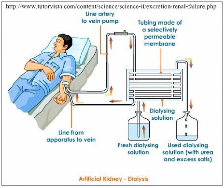 ระบบขับถ่าย (Excretory System)