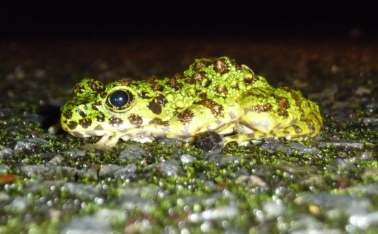 frog rainy season