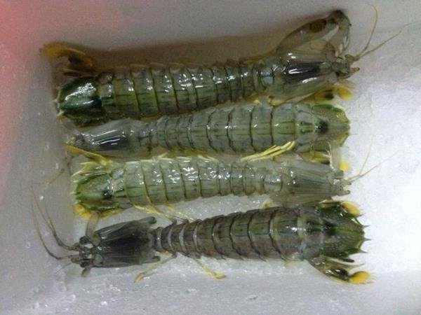 กั้ง