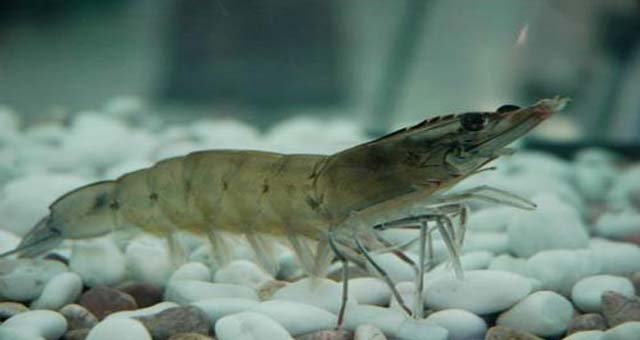 กุ้ง