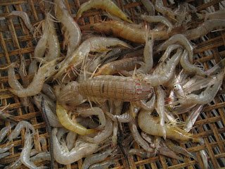 กุ้งอยู่กับกั้ง