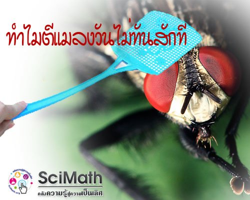 ทำไมตีแมลงวันไม่ทันสักที ทำไมตีแมลงวันไม่ทันสักที
