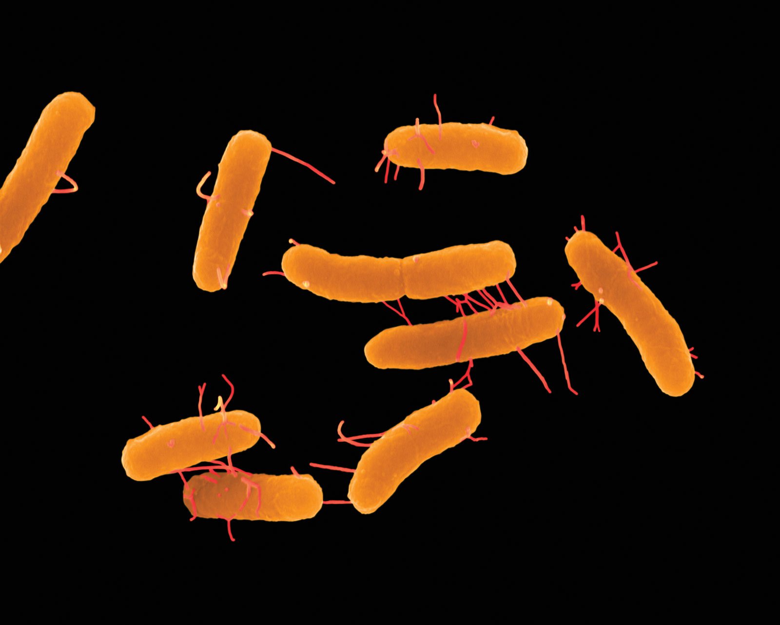 Salmonella enterica