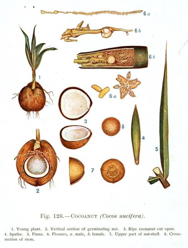 botanical description