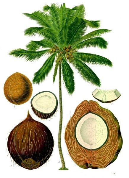 coconut tree